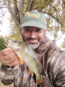 European Perch