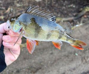 European Perch
