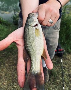 Smallmouth Bass