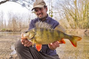 European Perch