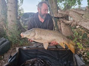 Common Carp