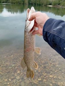 Brochet