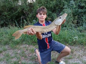 Northern Pike