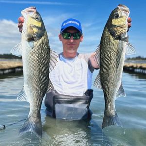European Bass (Seabass)