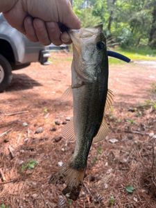 Largemouth Bass