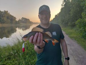 European Perch