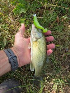 Largemouth Bass
