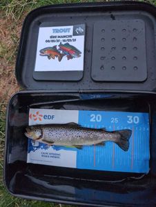 Brown Trout