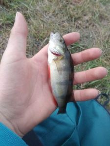 European Perch