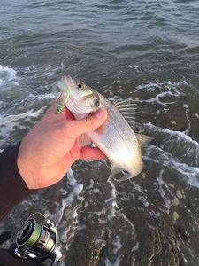 European Bass (Seabass)