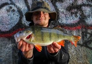 European Perch