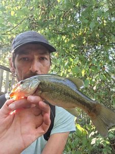 Largemouth Bass