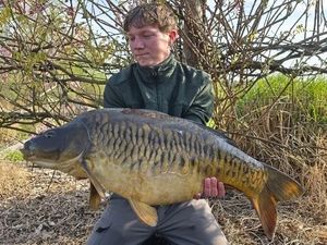 Mirror Carp