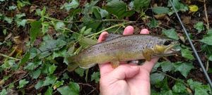 Brown Trout