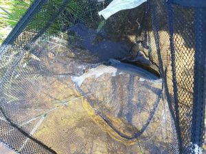 Rainbow Trout