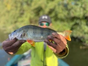 European Perch