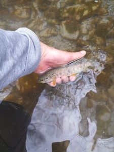 Brown Trout