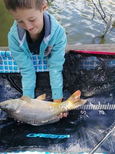 Mirror Carp