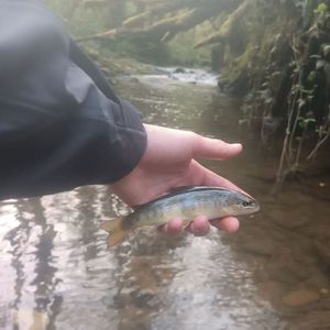 Brown Trout