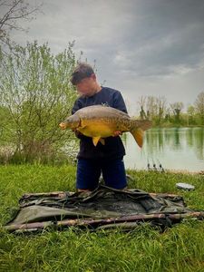 Mirror Carp