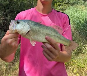 Largemouth Bass