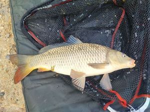 Common Carp