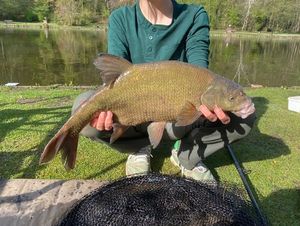Common Bream