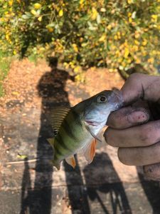 European Perch