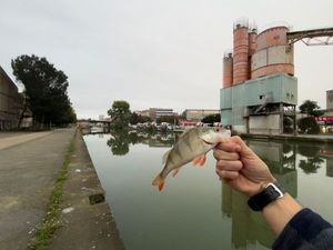 European Perch