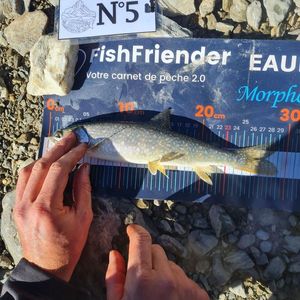 Lake Trout