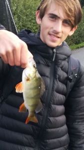 European Perch