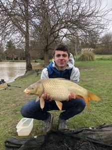Common Carp