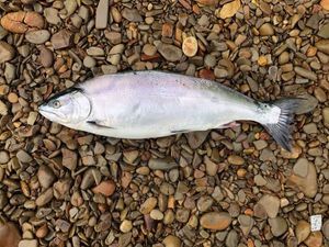 Red-Spotted Masu Salmon