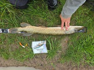 Northern Pike