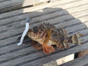 Brown Scorpionfish