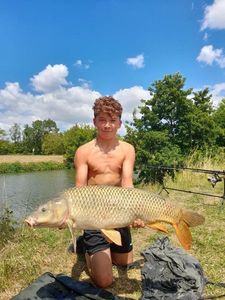Common Carp