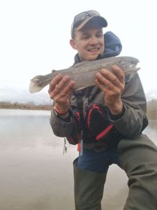 Rainbow Trout