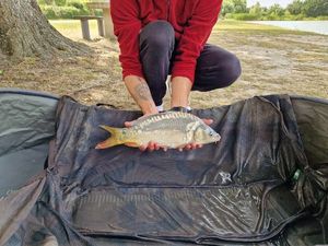 Mirror Carp