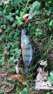 Yellow Perch