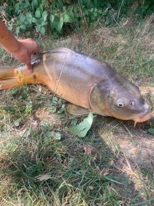 Leather Carp