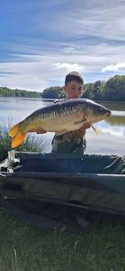 Mirror Carp