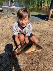 Common Carp