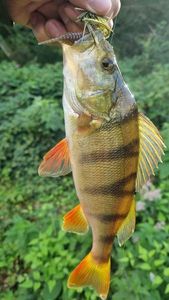 European Perch
