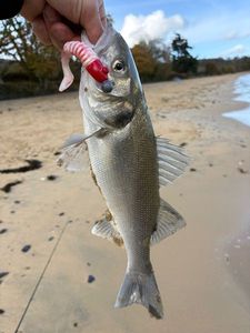 European Bass (Seabass)