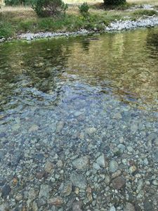 Brook Trout
