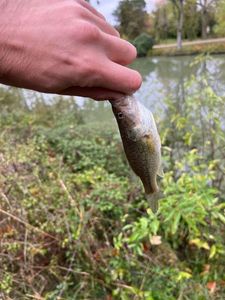 Largemouth Bass