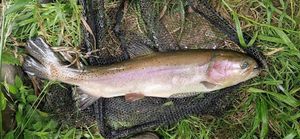 Rainbow Trout