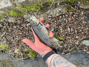 Brown Trout