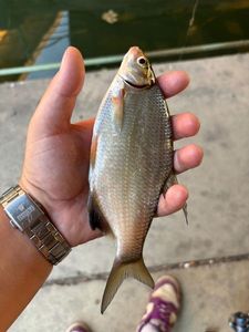 Common Bream