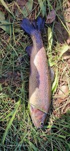 Rainbow Trout